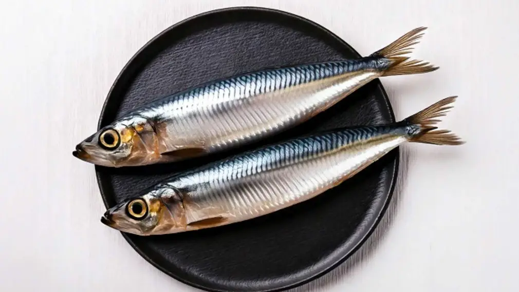 イワシの旬や釣り方、捌き方について