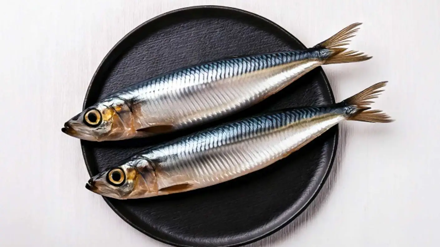 イワシの旬や釣り方、捌き方について